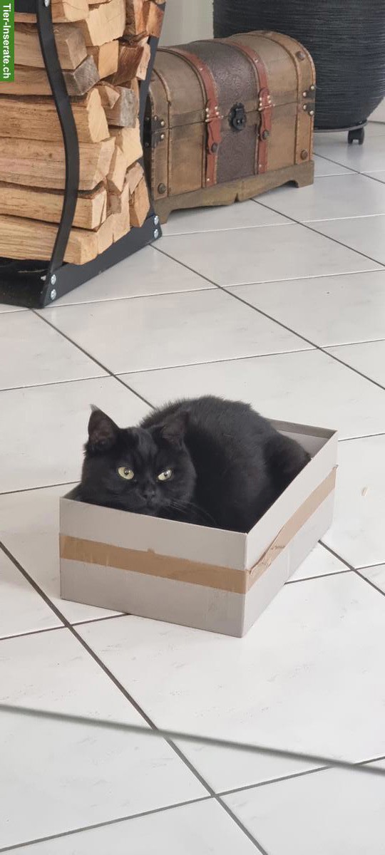 2 junge Kater GESUCHT