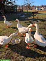 5 Emdener Ganter zu verkaufen