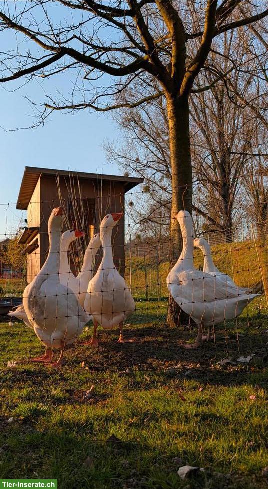 Bild 3: 5 Emdener Ganter zu verkaufen