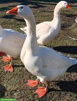 2 Emdener Gänse GESUCHT
