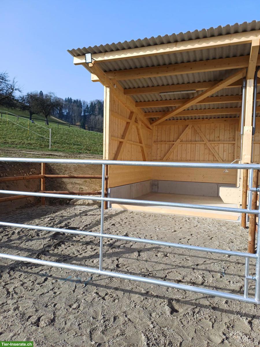 Bild 2: Pferde Offenstall in der Stadt St. Gallen, aber ganz im Grünen!