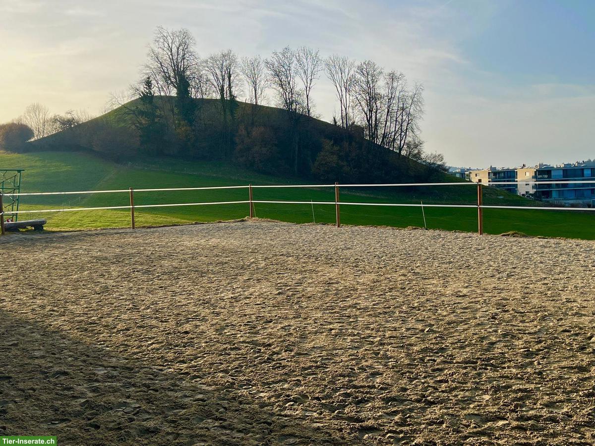 Bild 3: Pferde Offenstall in der Stadt St. Gallen, aber ganz im Grünen!