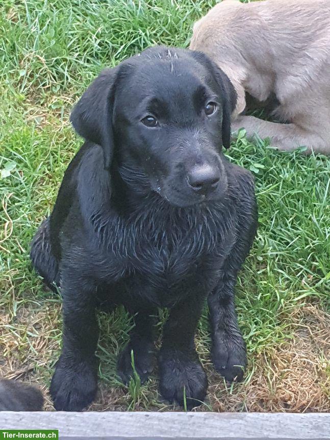 Wurfankündigung: Labrador Welpen