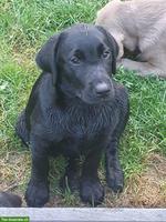 Wurfankündigung: Labrador Welpen