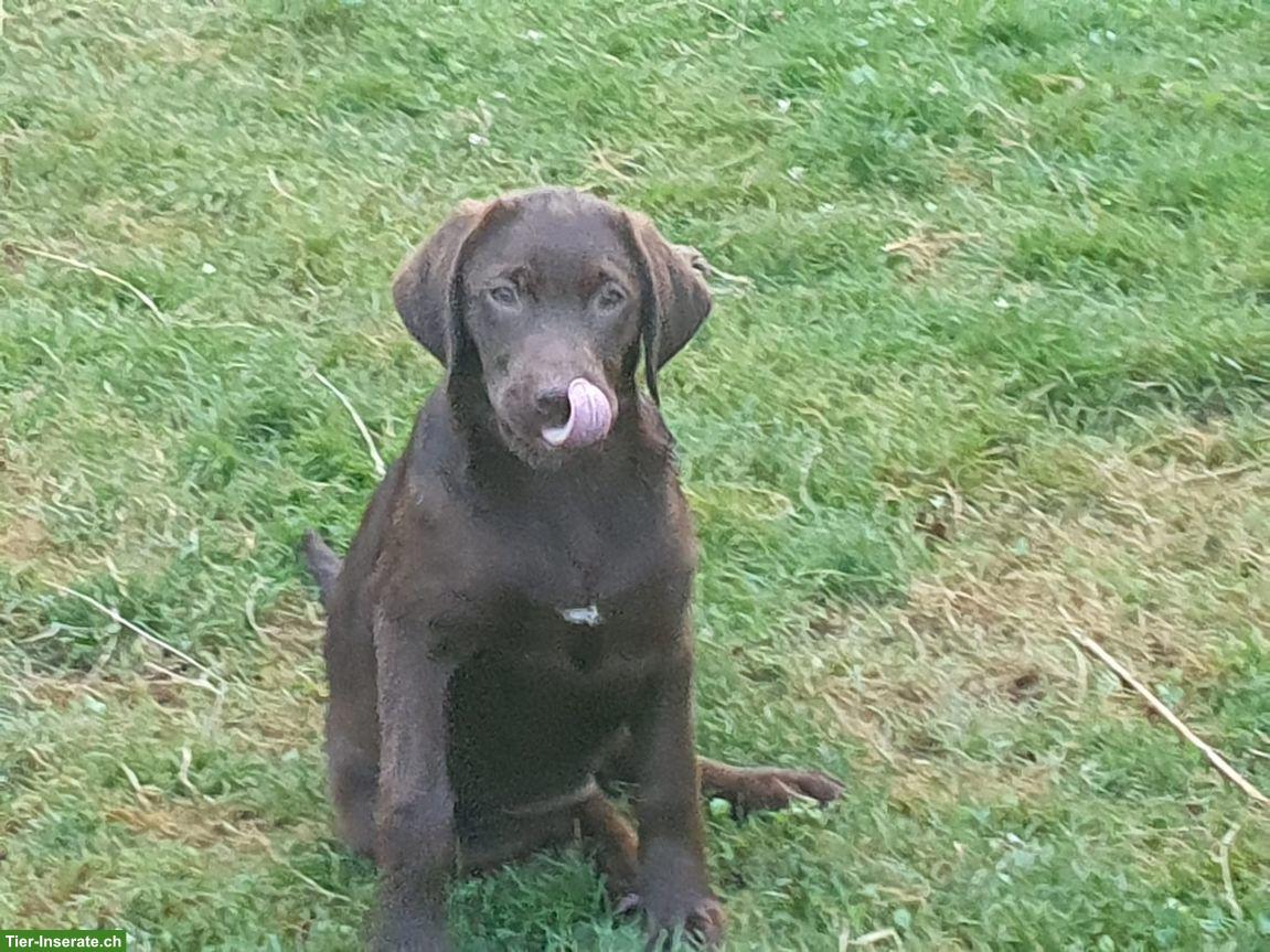 Bild 3: Wurfankündigung: Labrador Welpen