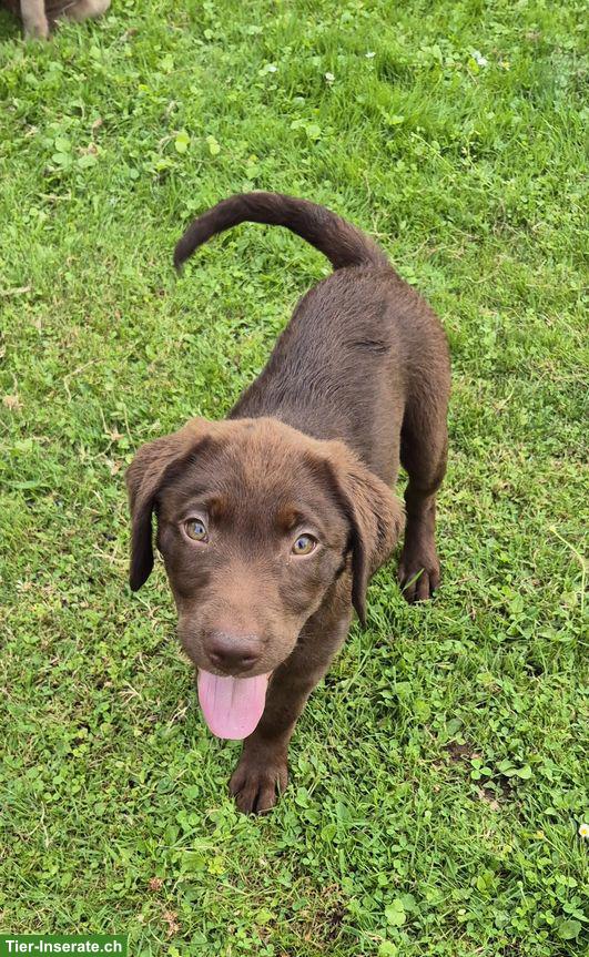 Bild 4: Wurfankündigung: Labrador Welpen