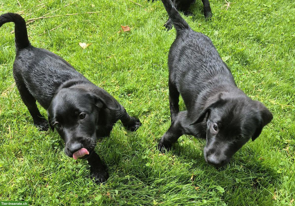 Bild 5: Wurfankündigung: Labrador Welpen