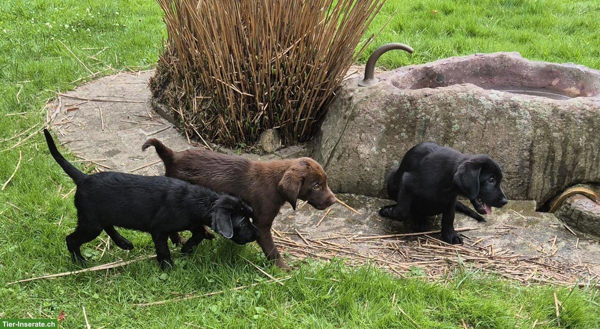 Bild 6: Wurfankündigung: Labrador Welpen