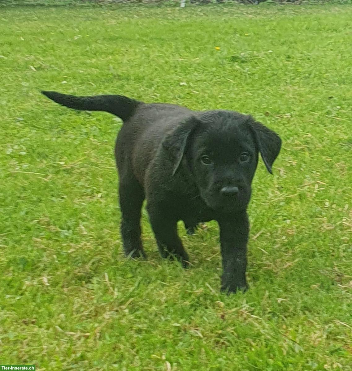 Bild 7: Wurfankündigung: Labrador Welpen
