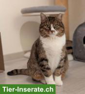 FIVpos. Kater Amigo 10-jährig sucht Zuhause in reiner Wohnungshaltung