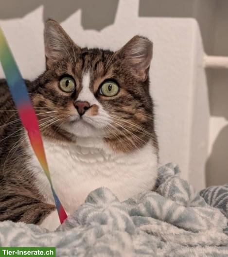 Bild 3: FIVpos. Kater Amigo 10-jährig sucht Zuhause in reiner Wohnungshaltung