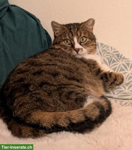 Bild 4: FIVpos. Kater Amigo 10-jährig sucht Zuhause in reiner Wohnungshaltung