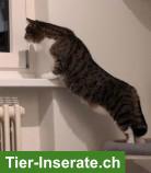 Bild 5: FIVpos. Kater Amigo 10-jährig sucht Zuhause in reiner Wohnungshaltung