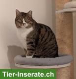 Bild 6: FIVpos. Kater Amigo 10-jährig sucht Zuhause in reiner Wohnungshaltung