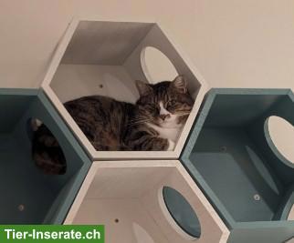 Bild 7: FIVpos. Kater Amigo 10-jährig sucht Zuhause in reiner Wohnungshaltung