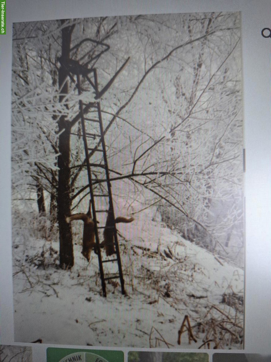 Mirador Hochsitz (Jagd) zu verkaufen