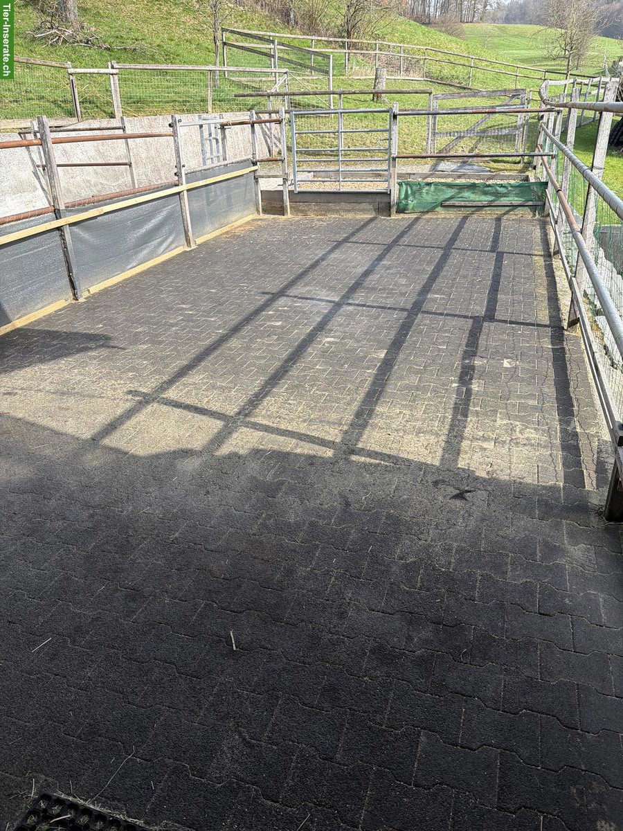 XXL-Auslaufbox / Sebstversorger in Muhen im Aargau