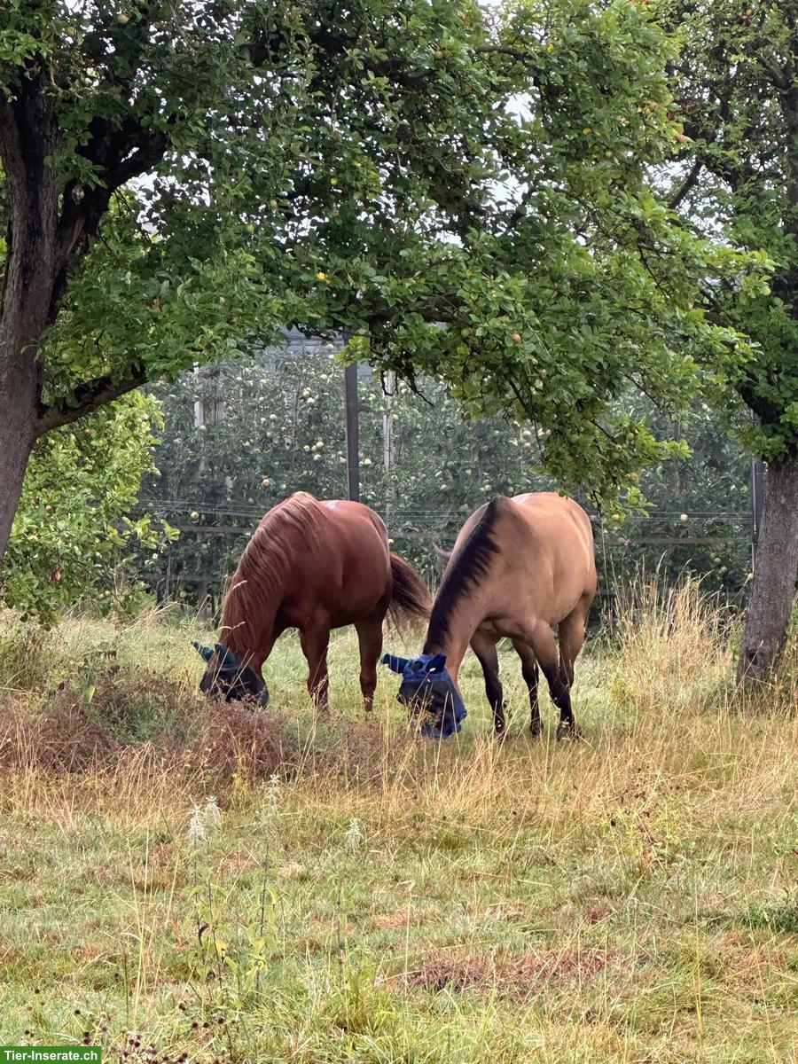 Reitbeteiligung für 14-jährige Quarterstute im Thurgau
