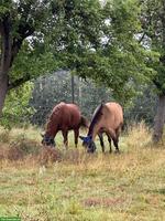 Reitbeteiligung für 14-jährige Quarterstute im Thurgau