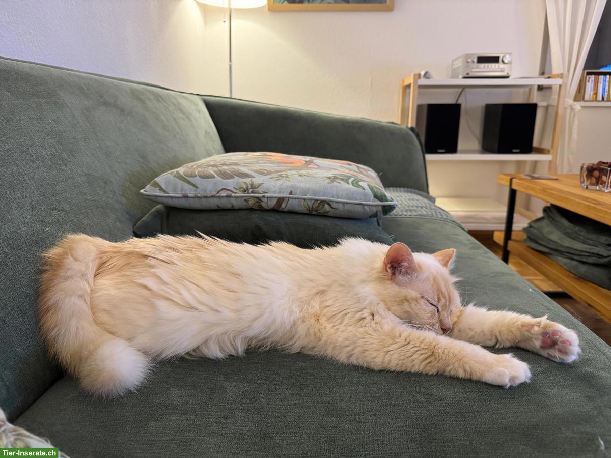 Bild 2: 9-jährige Heilige Birma Kätzin schweren Herzens abzugeben