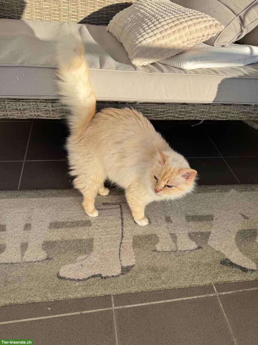 Bild 3: 9-jährige Heilige Birma Kätzin schweren Herzens abzugeben