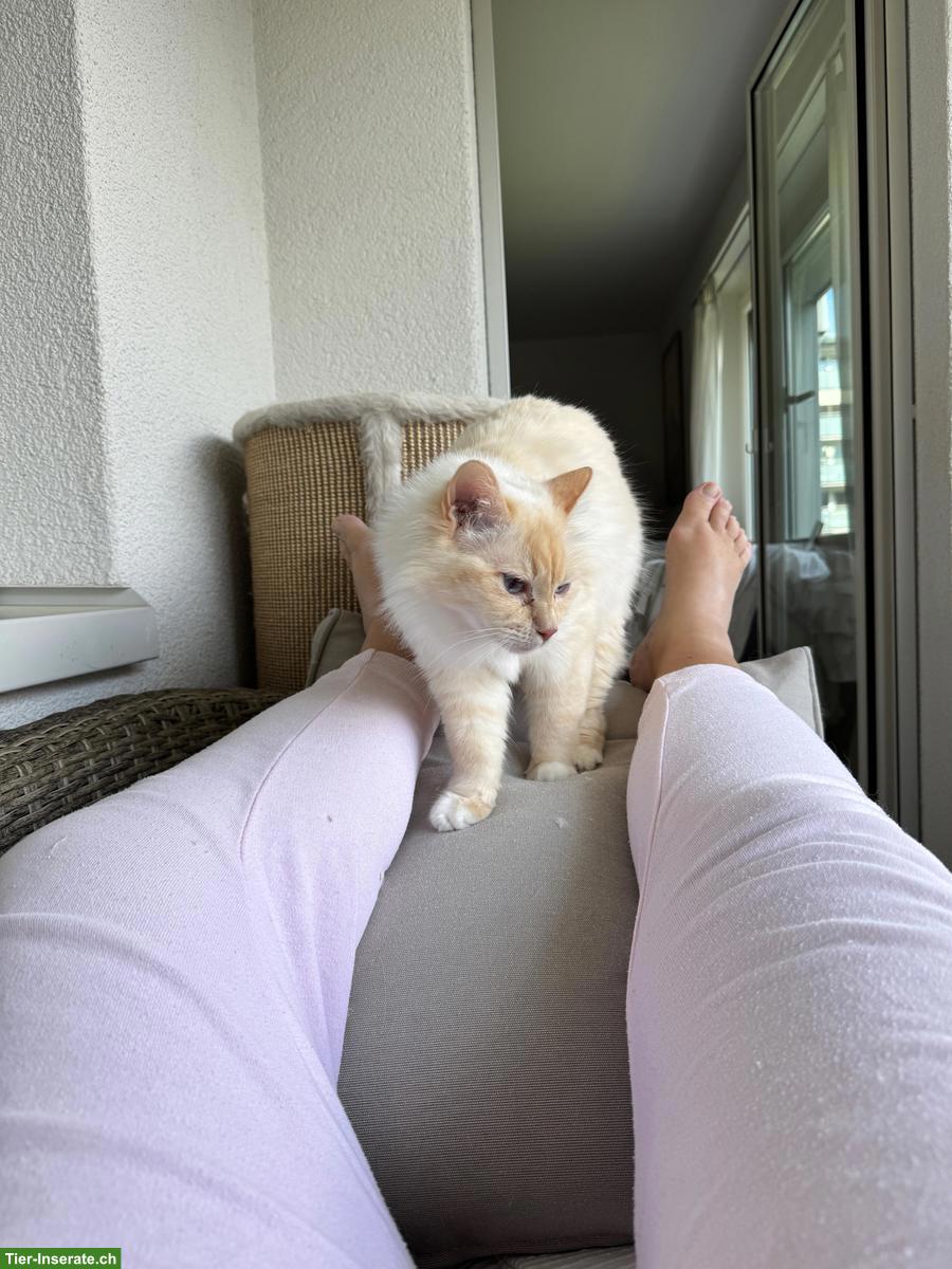 Bild 4: 9-jährige Heilige Birma Kätzin schweren Herzens abzugeben