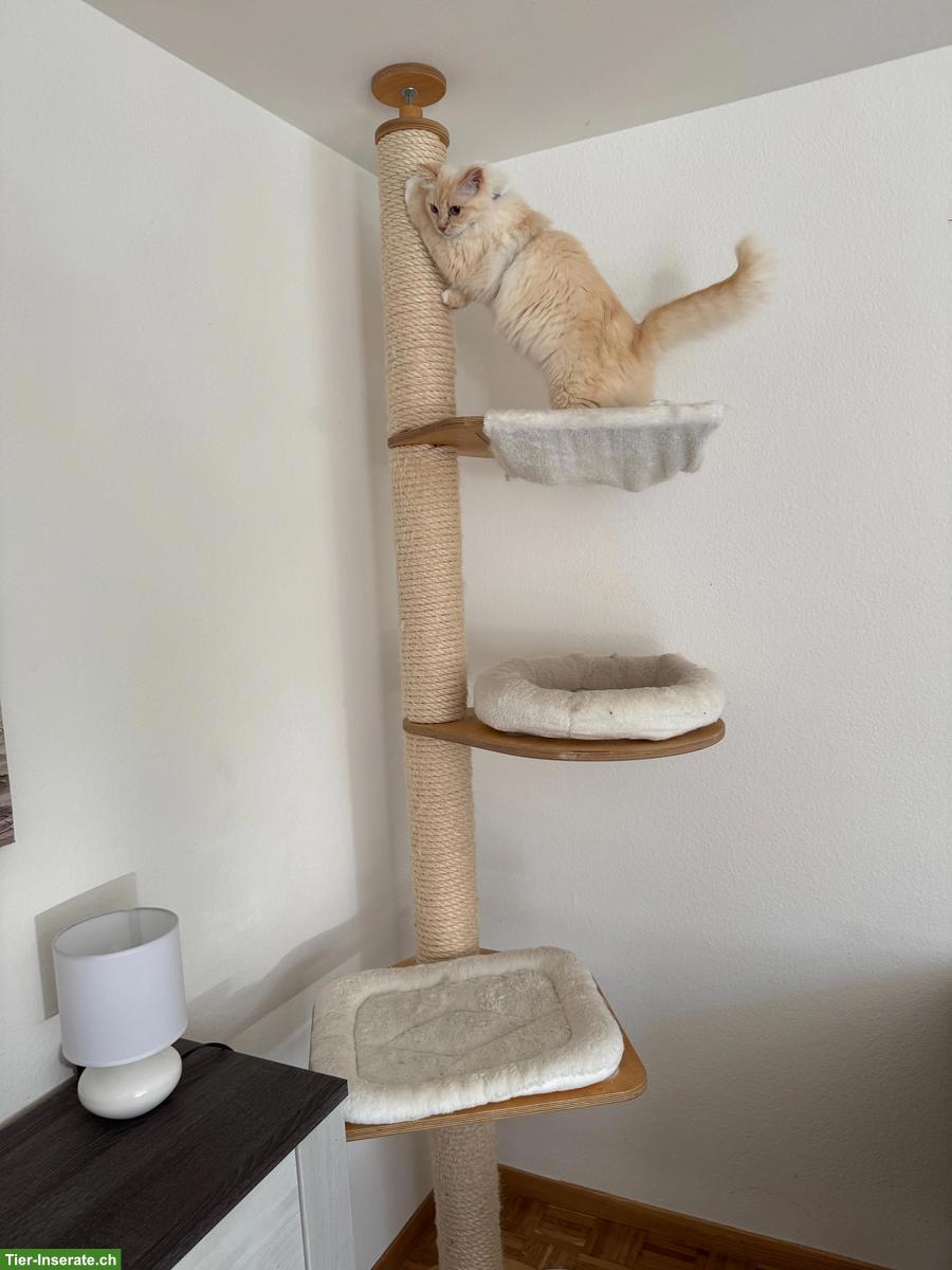 Bild 5: 9-jährige Heilige Birma Kätzin schweren Herzens abzugeben