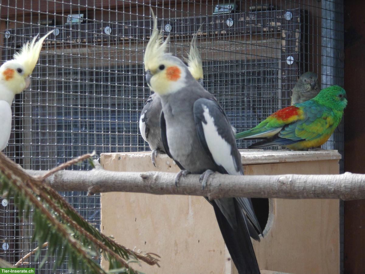 Beringte Nymphensittiche zu verkaufen