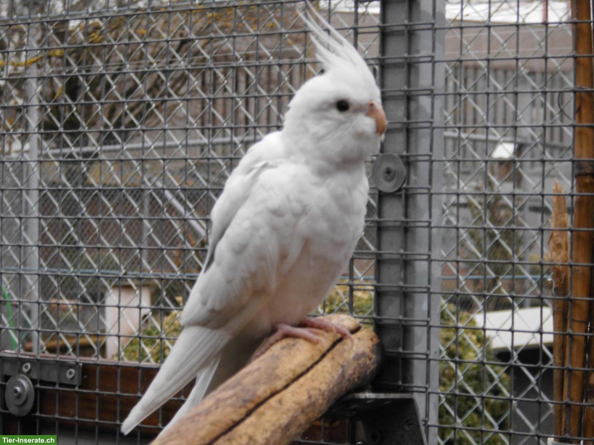 Bild 2: Beringte Nymphensittiche zu verkaufen