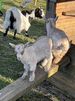 Junge Zwergziegen Kitz zu verkaufen