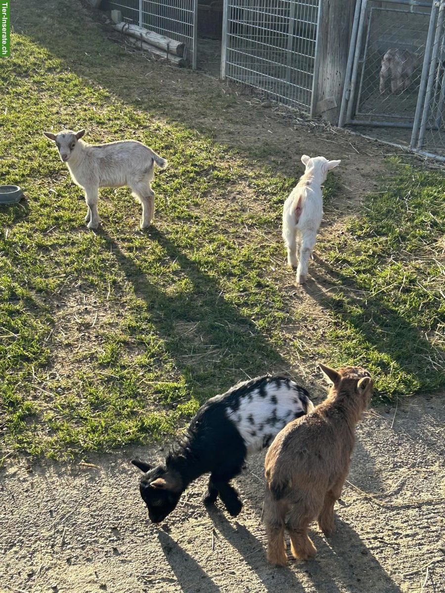 Bild 2: Junge Zwergziegen Kitz zu verkaufen