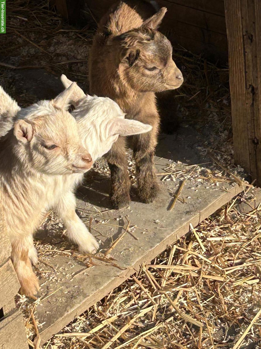 Bild 3: Junge Zwergziegen Kitz zu verkaufen