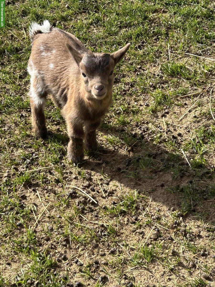 Bild 4: Junge Zwergziegen Kitz zu verkaufen