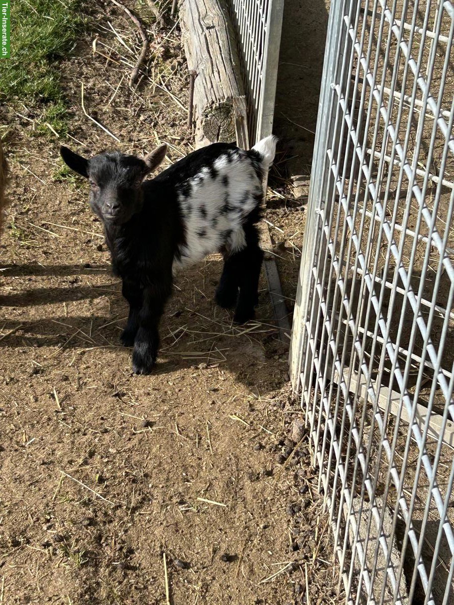 Bild 5: Junge Zwergziegen Kitz zu verkaufen
