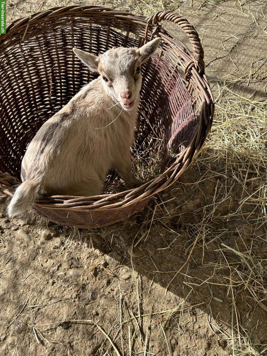 Bild 6: Junge Zwergziegen Kitz zu verkaufen