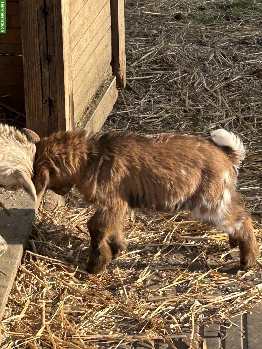 Bild 7: Junge Zwergziegen Kitz zu verkaufen