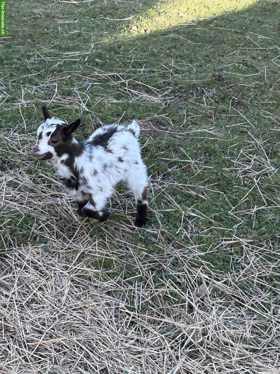 Bild 8: Junge Zwergziegen Kitz zu verkaufen