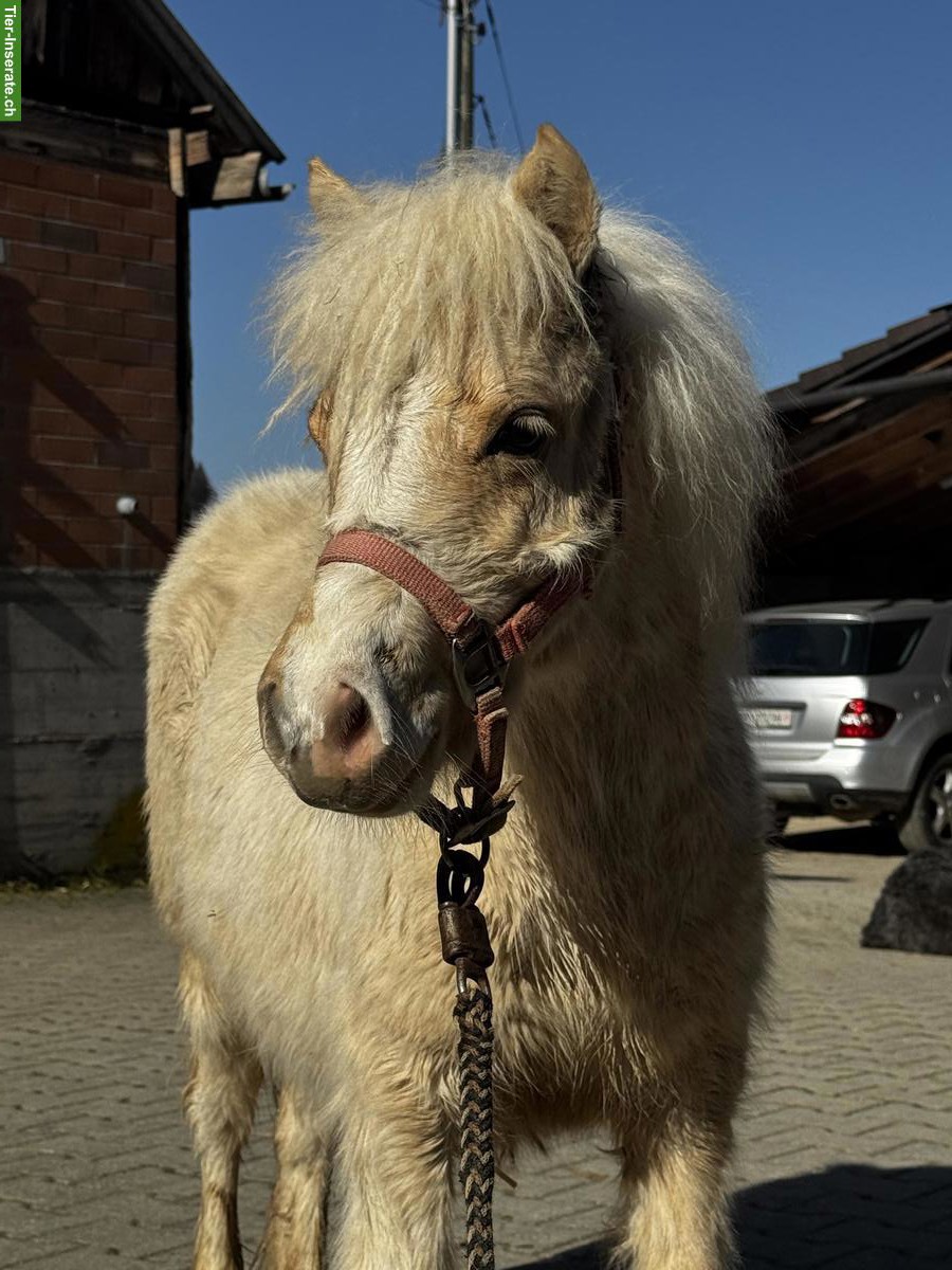 Verschiedene Mini Shettys, geführt geritten zu verkaufen