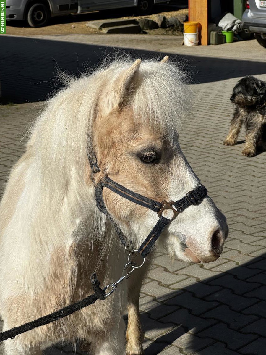 Bild 10: Verschiedene Mini Shettys, geführt geritten zu verkaufen