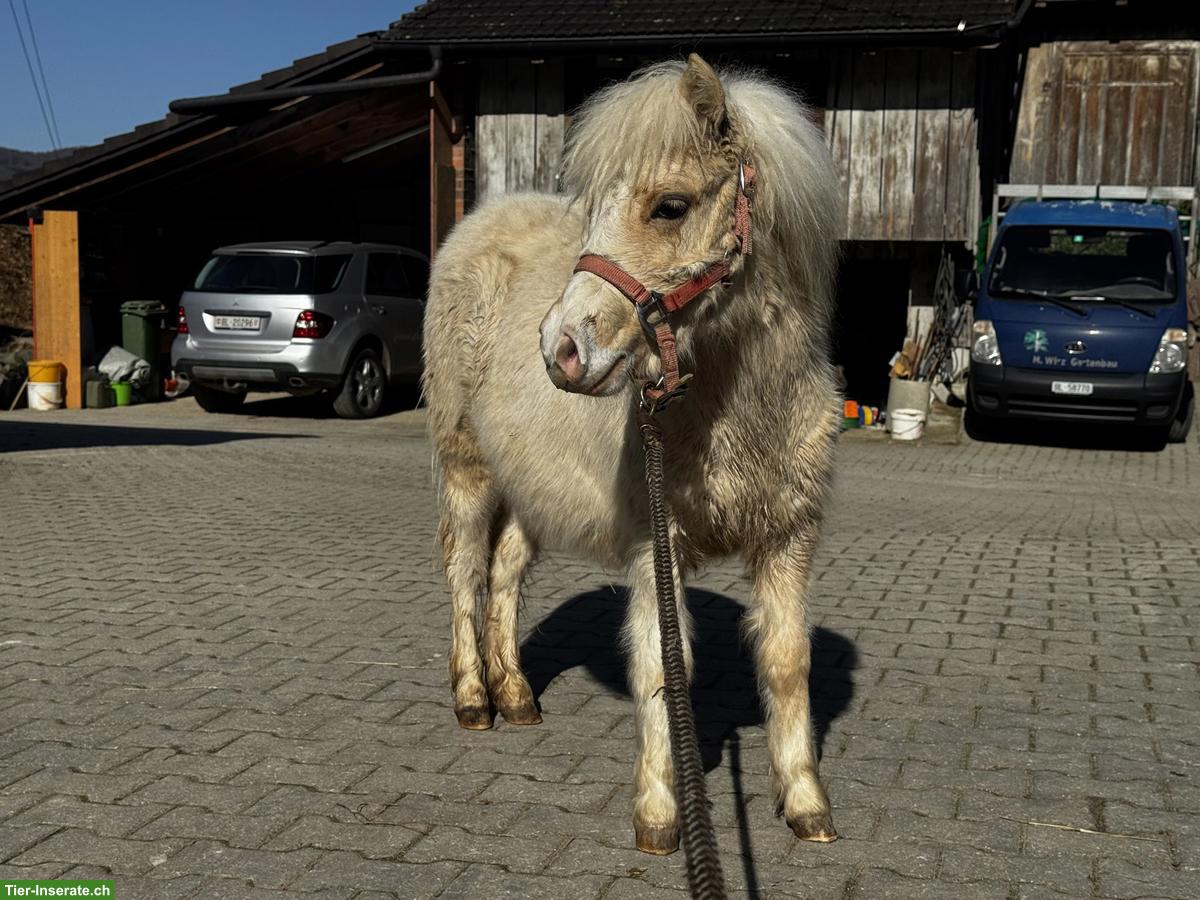 Bild 2: Verschiedene Mini Shettys, geführt geritten zu verkaufen