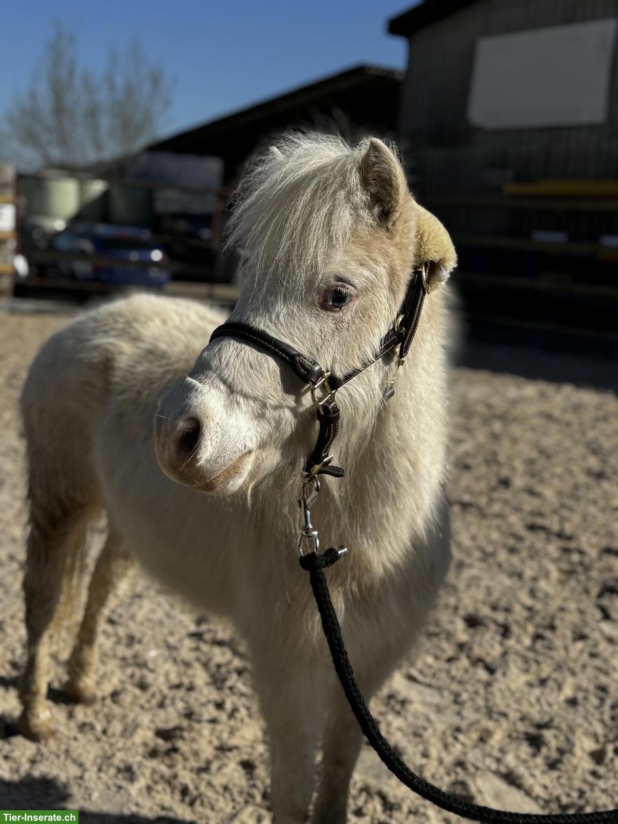 Bild 3: Verschiedene Mini Shettys, geführt geritten zu verkaufen