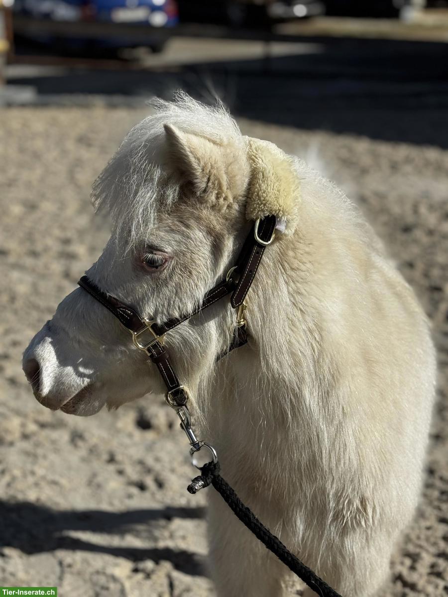 Bild 4: Verschiedene Mini Shettys, geführt geritten zu verkaufen