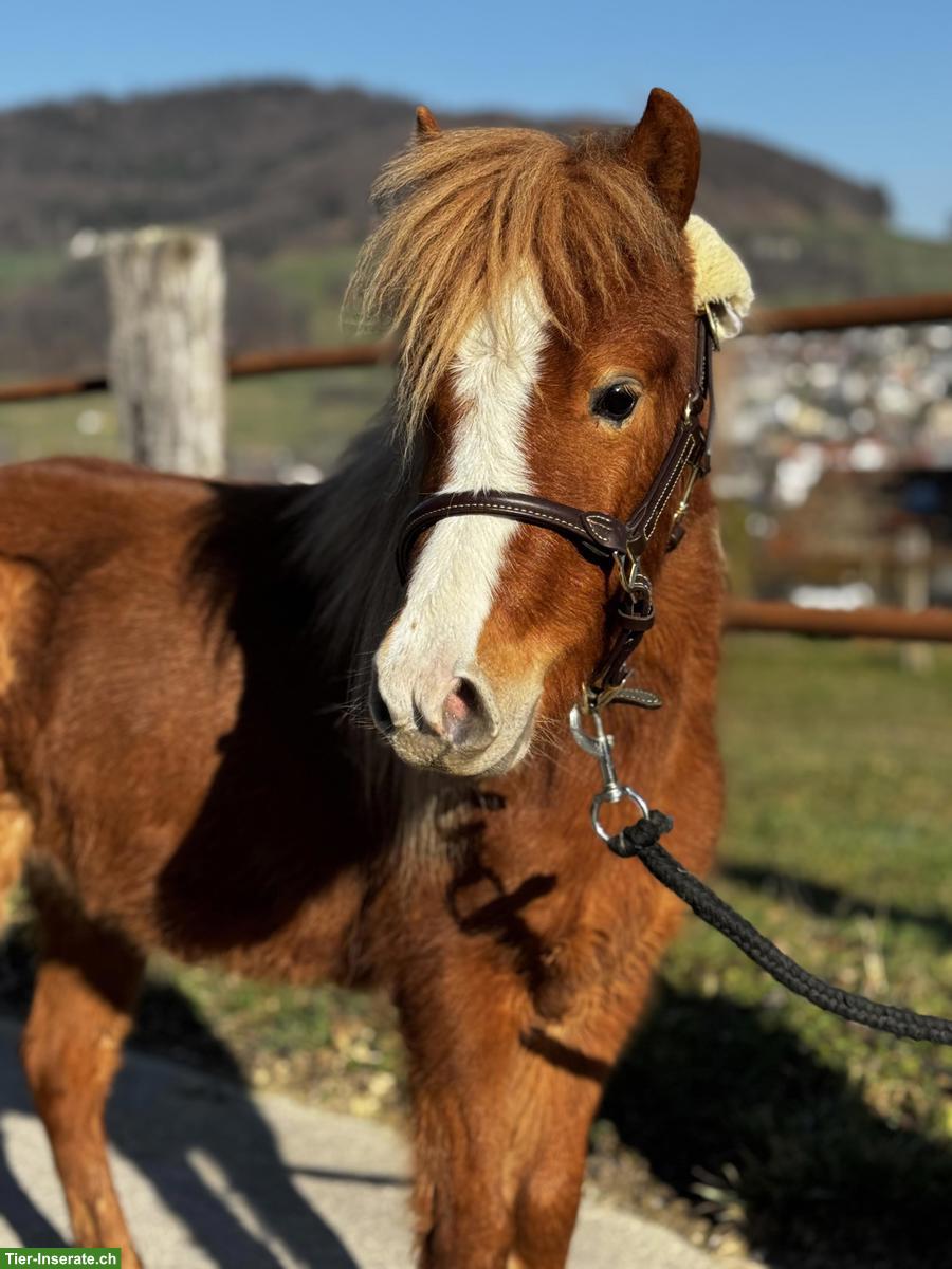 Bild 5: Verschiedene Mini Shettys, geführt geritten zu verkaufen