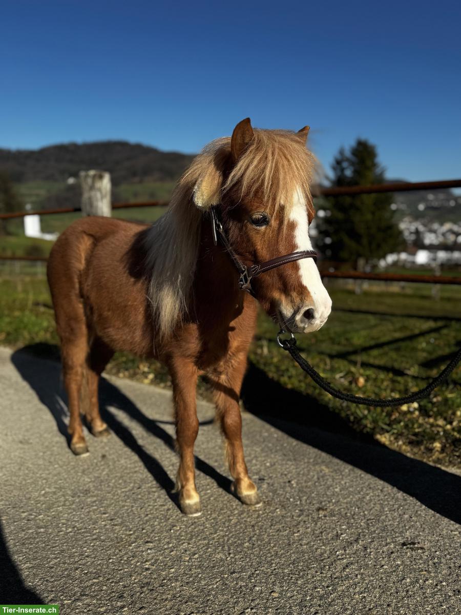 Bild 6: Verschiedene Mini Shettys, geführt geritten zu verkaufen
