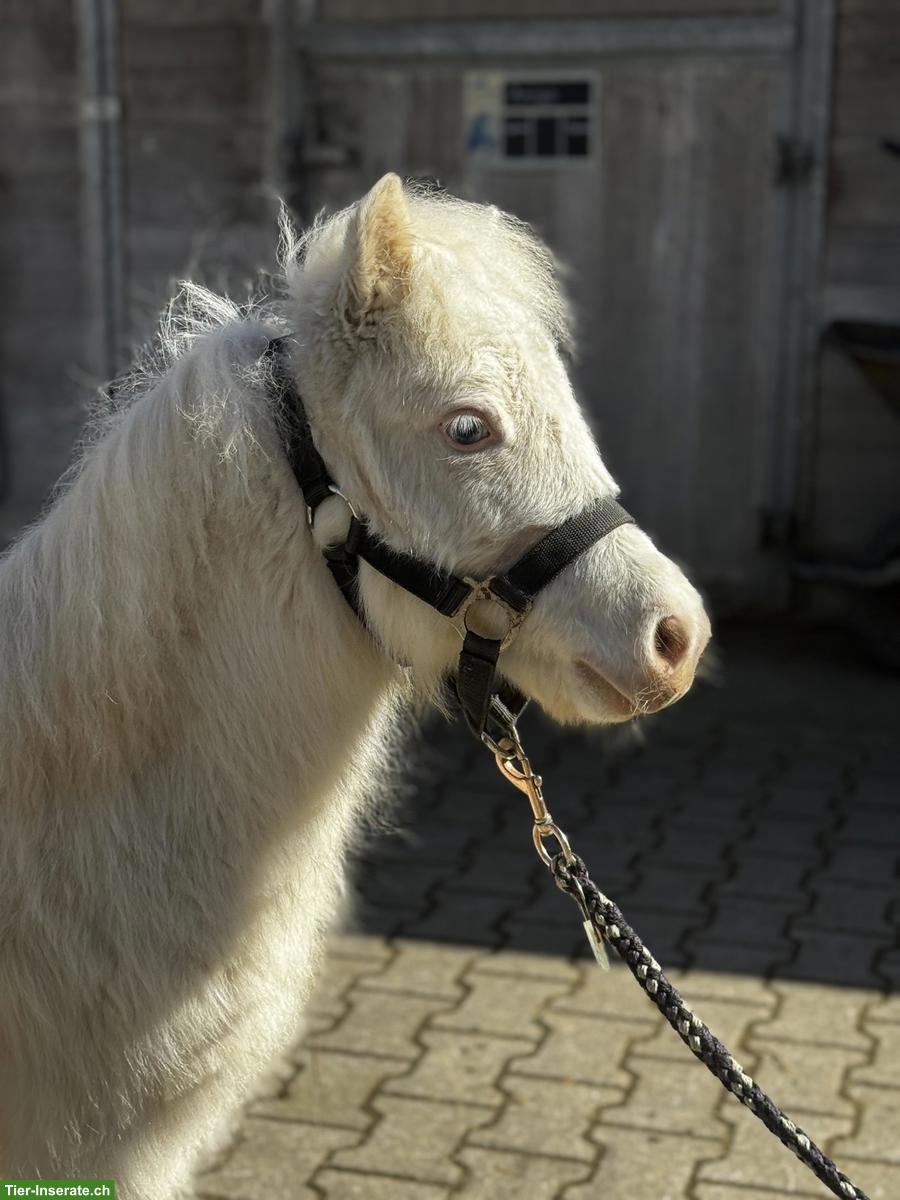 Bild 7: Verschiedene Mini Shettys, geführt geritten zu verkaufen
