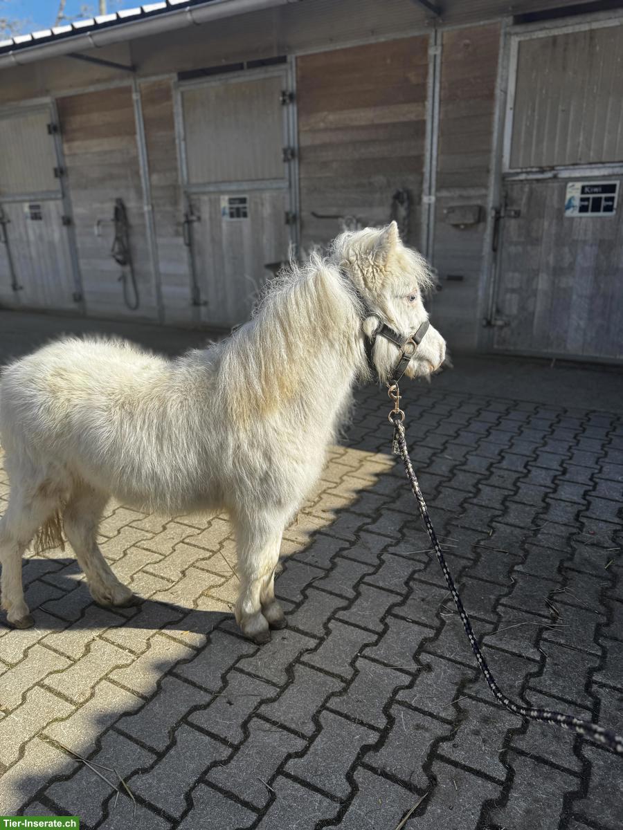 Bild 8: Verschiedene Mini Shettys, geführt geritten zu verkaufen