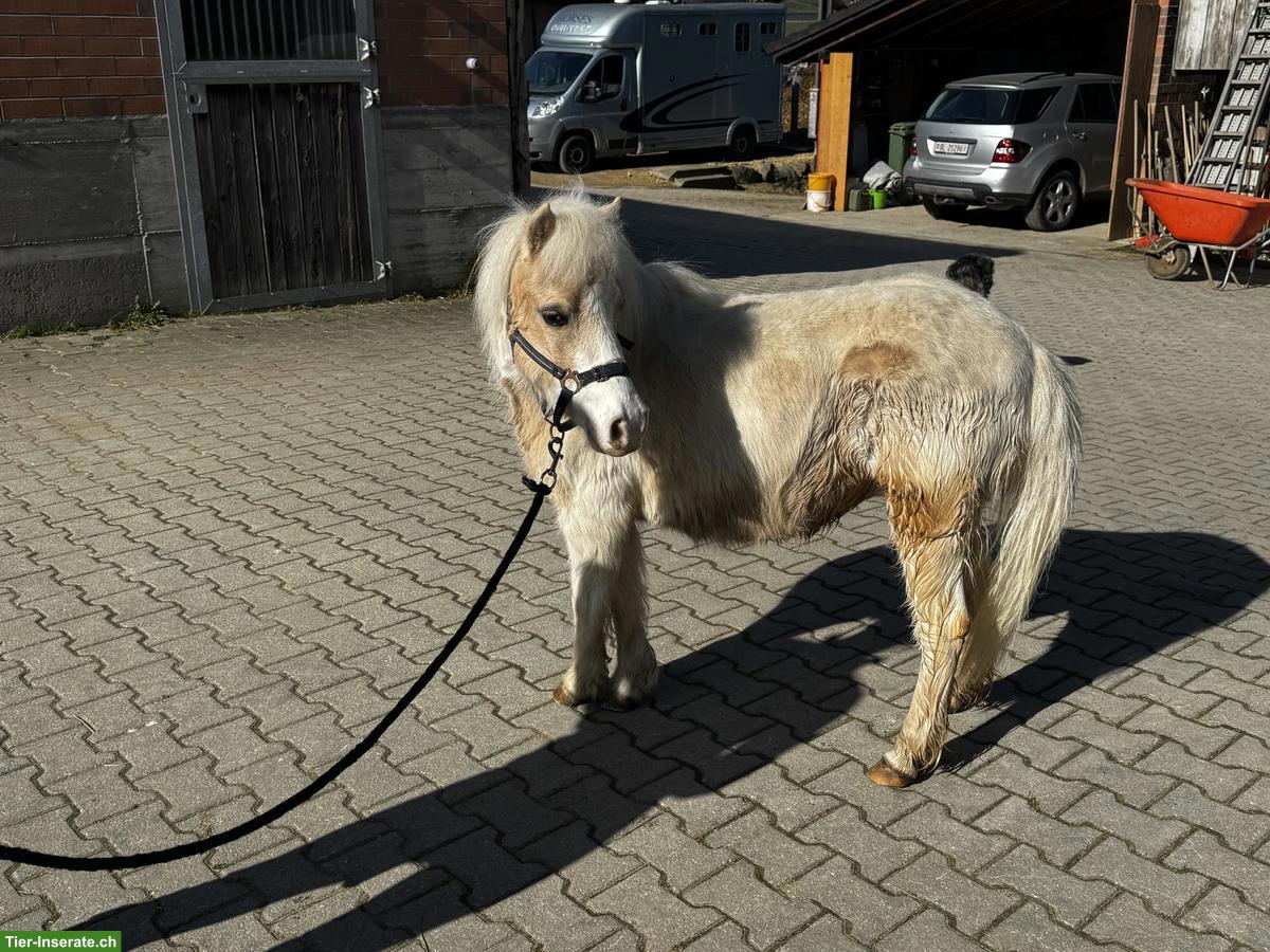 Bild 9: Verschiedene Mini Shettys, geführt geritten zu verkaufen