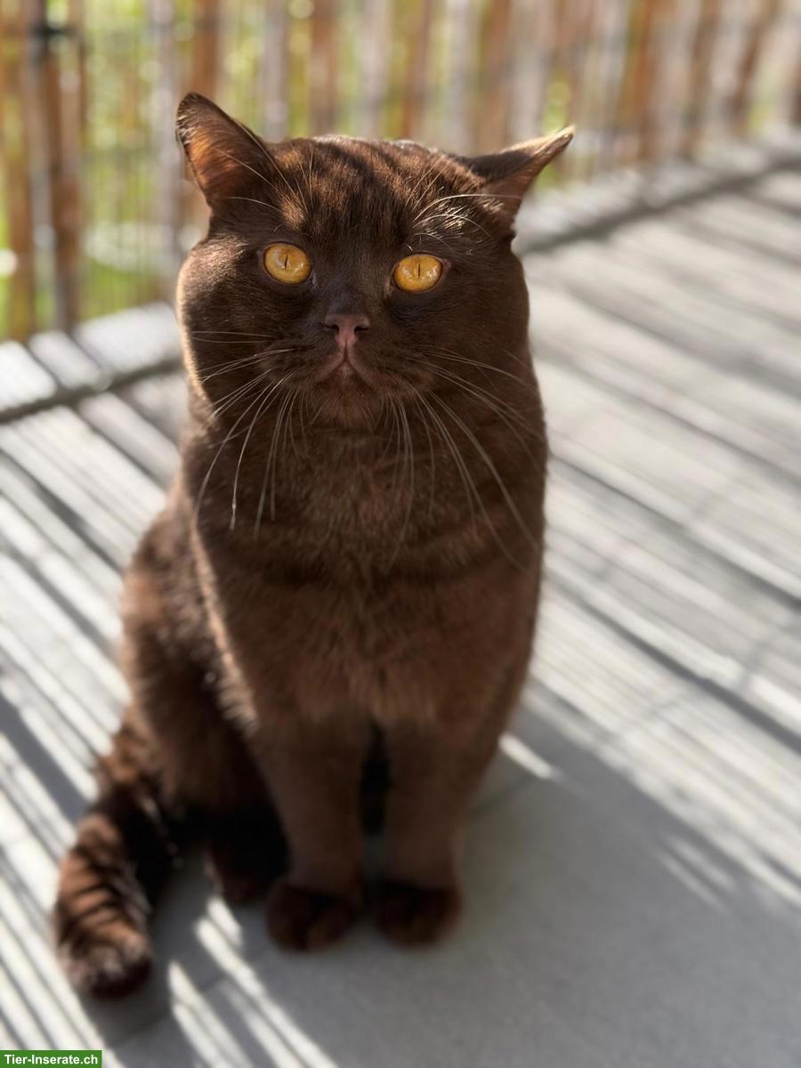Reinrassiger BKH Deckkater in choco