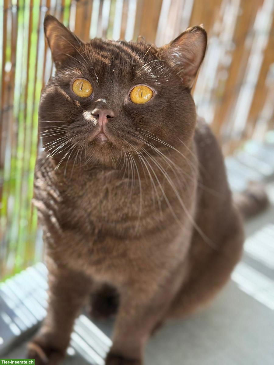 Bild 2: Reinrassiger BKH Deckkater in choco