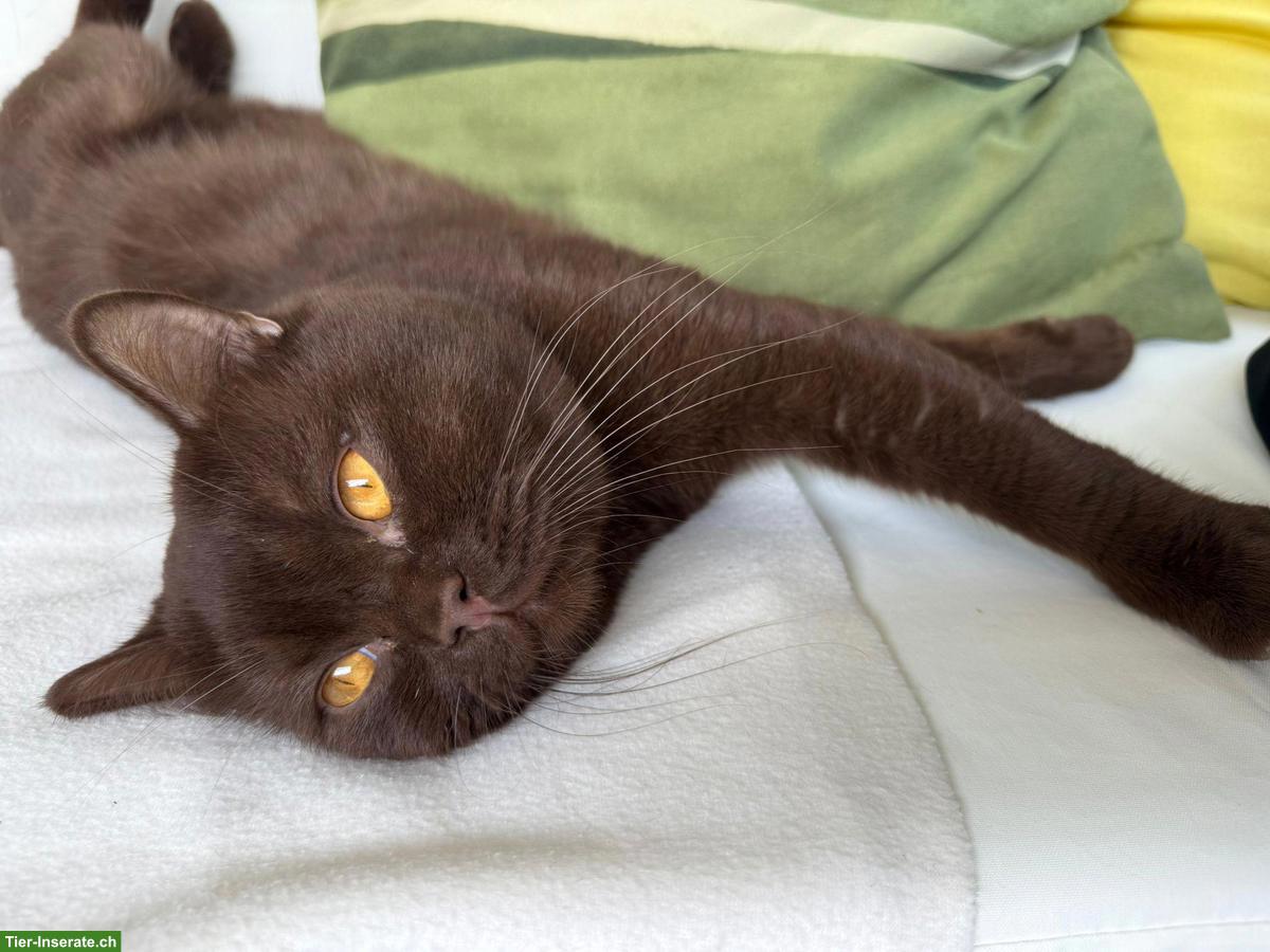 Bild 3: Reinrassiger BKH Deckkater in choco